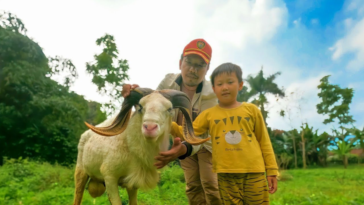 Galeri Domba Alam Farm